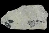 Two Pennsylvanian Fossil Horsetail (Sphenophyllum) Whorl - Kentucky #112896-1